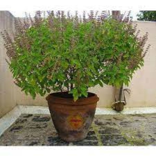 IMG-20210928-WA0000