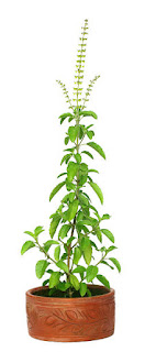 IMG-20220203-WA0010