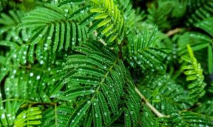 IMG-20220708-WA0005