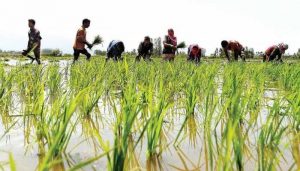 893206-pm-kisan-scheme