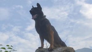 zoom-army-dog_1665418585