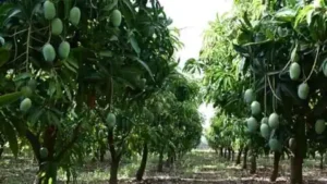 mango_1682421735